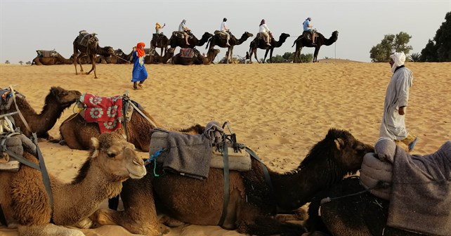 camels_sahara